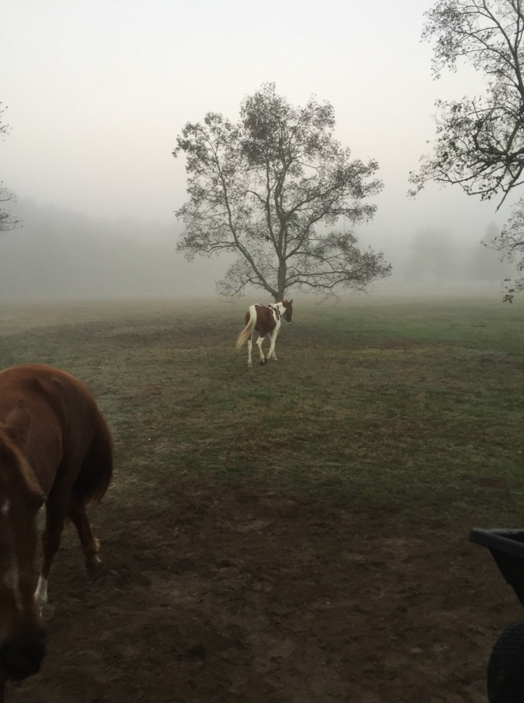 foggy-fall-morning-freedom