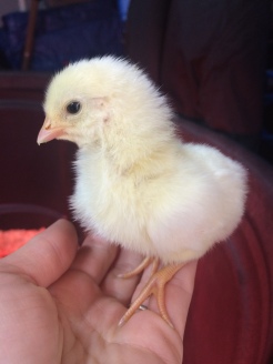Chick 2