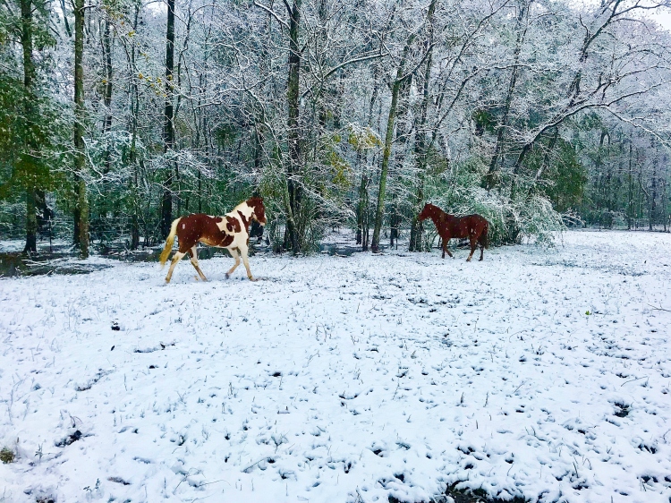 Horses in Back Pasture 3